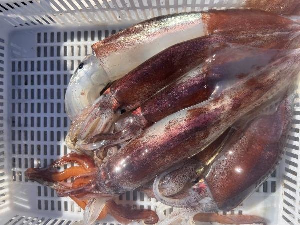 スルメ(スルメイカ)