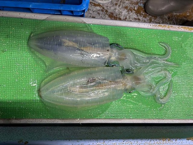 アオリイカ