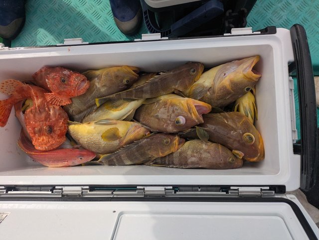 アオハタ・カサゴ