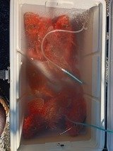 オニカサゴ