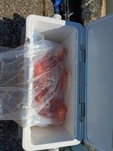 オニカサゴ