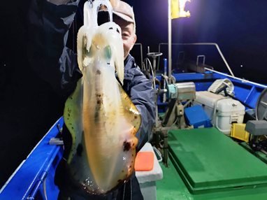 アオリイカ