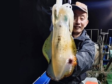 アオリイカ