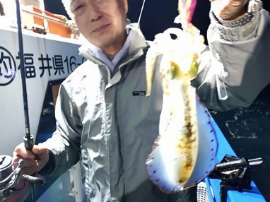 アオリイカ