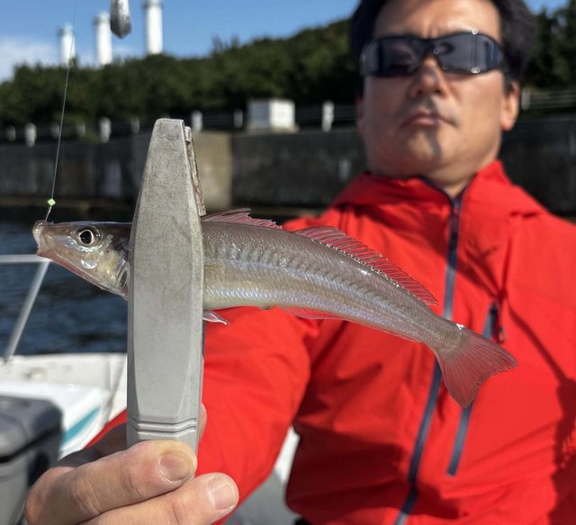 シロギス