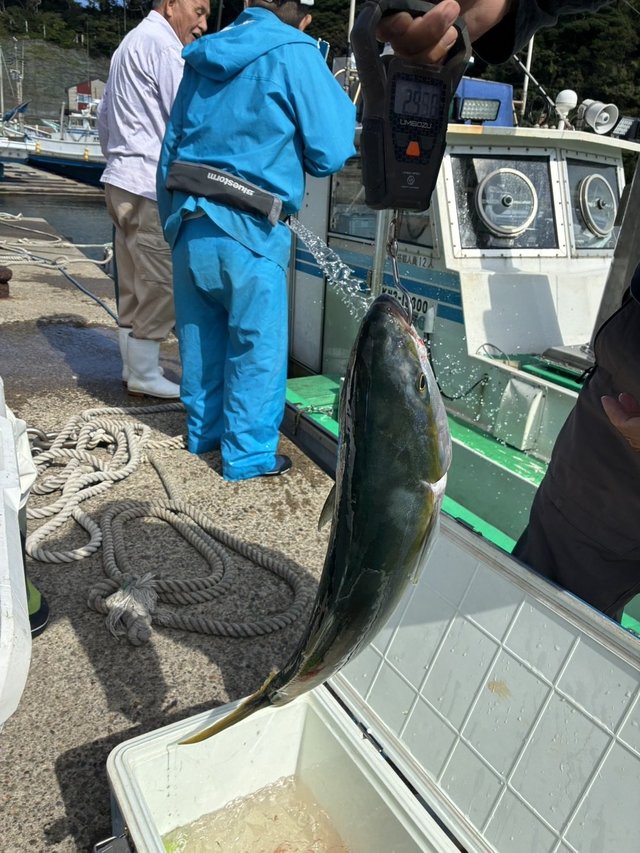 ワラサ(ブリ)