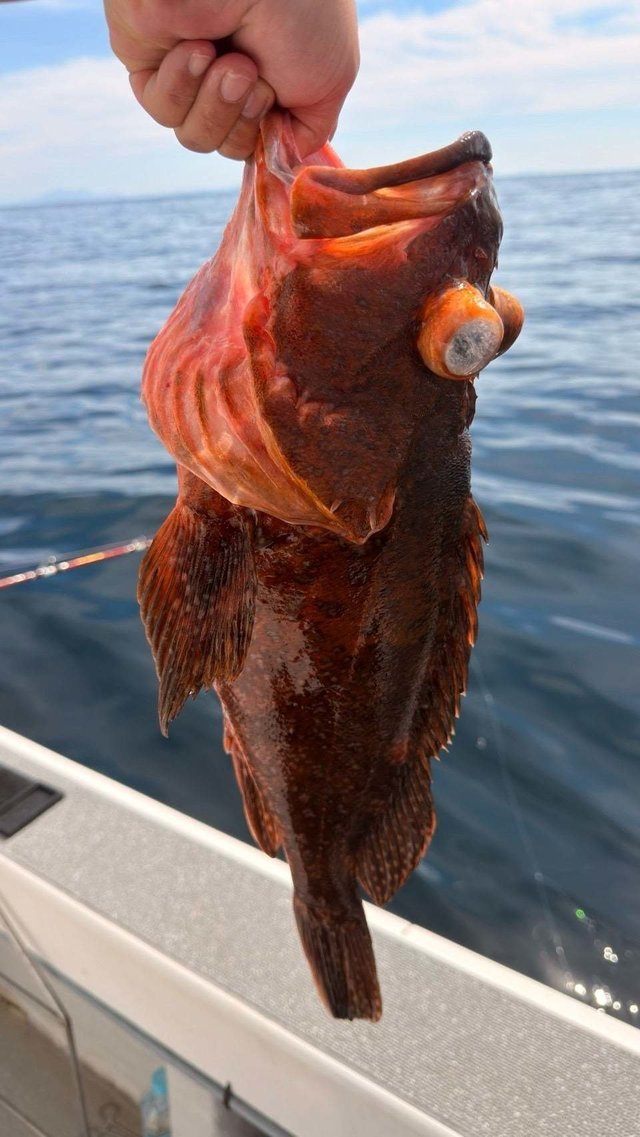 ウッカリカサゴ