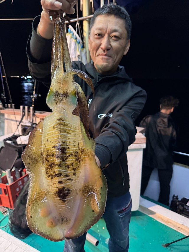 アオリイカ