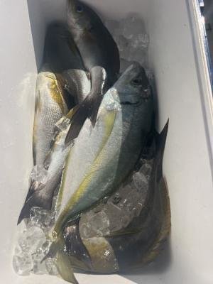 シマアジ