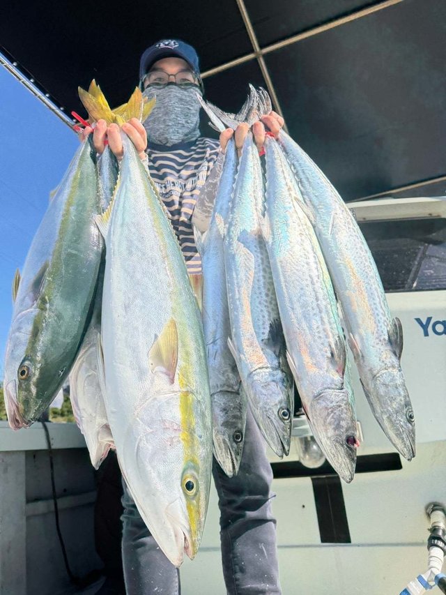 ハマチ(ブリ)