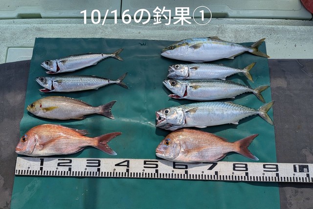 マダイ・イサギ(イサキ)・マサバ・ゴマサバ