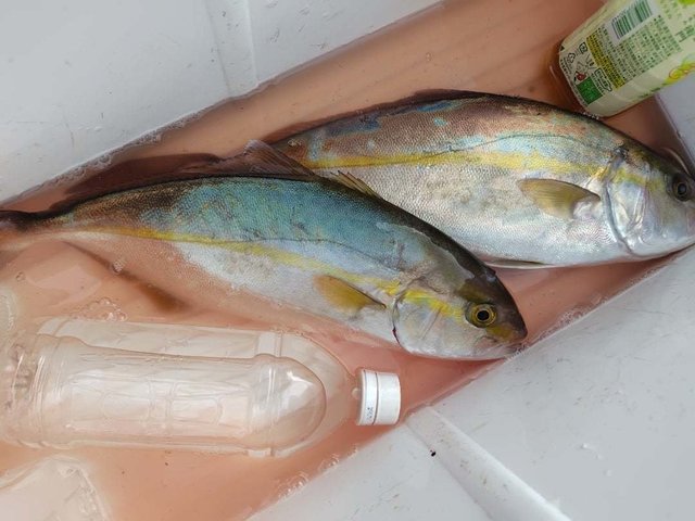 カンパチ