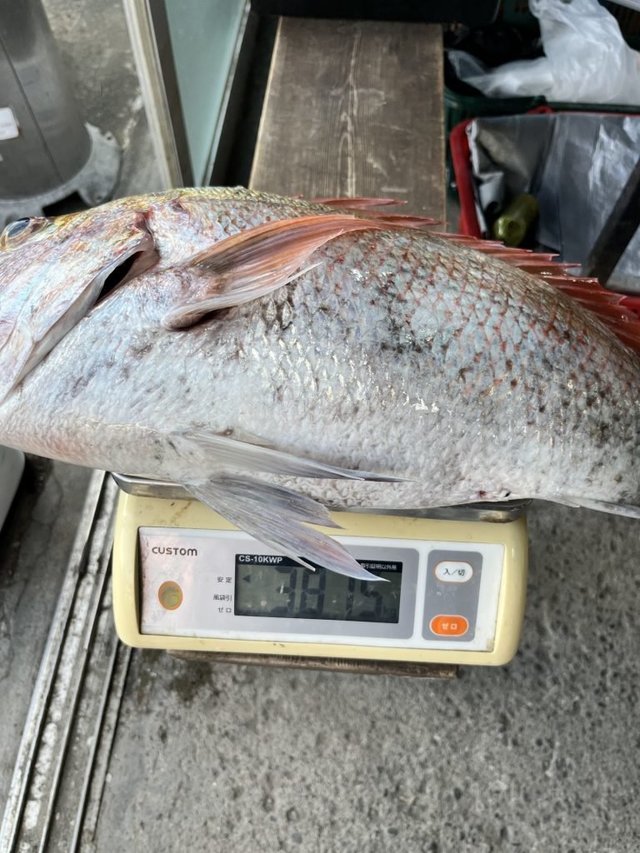 マダイ