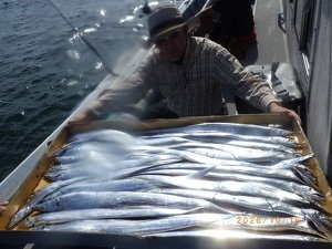 タチウオ