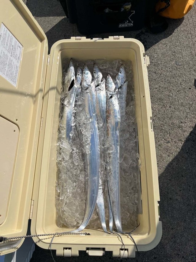 タチウオ