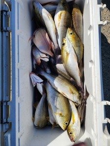 ハナダイ(チダイ)・イサキ