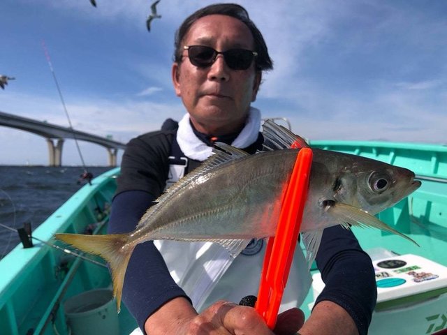 アジ(マアジ)