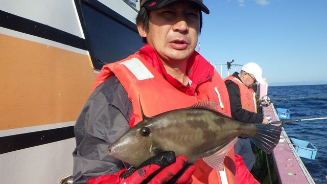 ウマヅラハギ