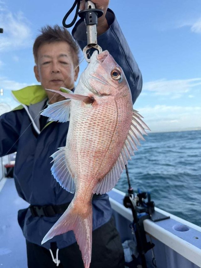 マダイ