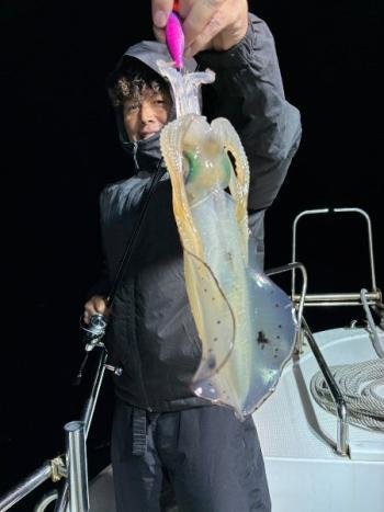 アオリイカ