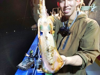 アオリイカ