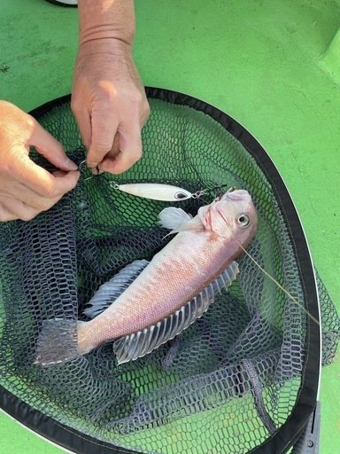 シロアマダイ
