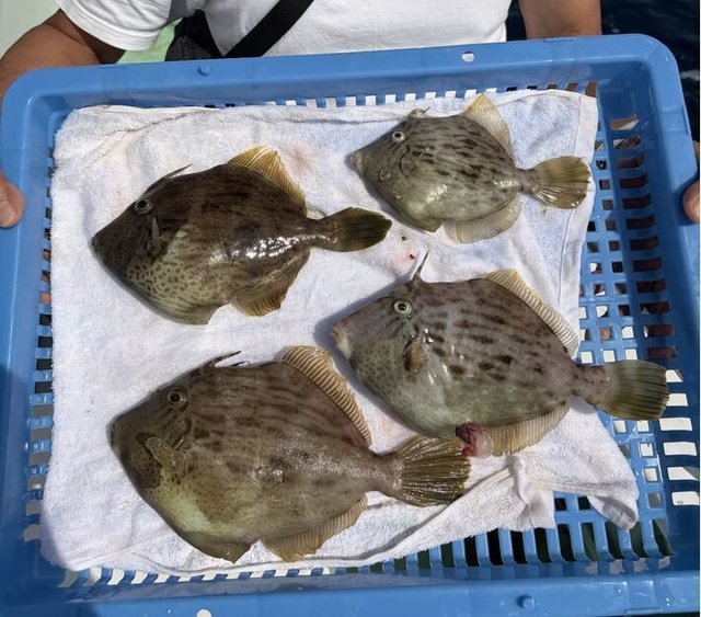 カワハギ