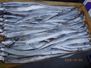 タチウオ