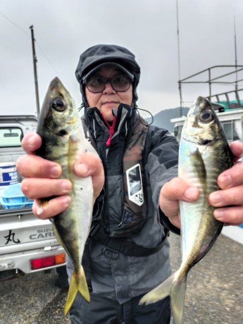 アジ(マアジ)