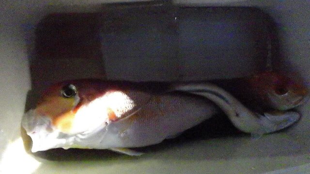 アマダイ(アカアマダイ)