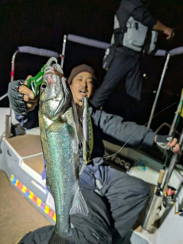 シーバス(スズキ)