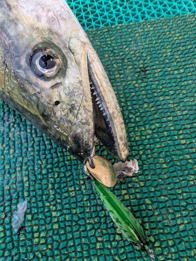 サワラ