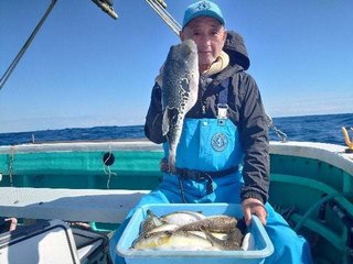 ショウサイフグ