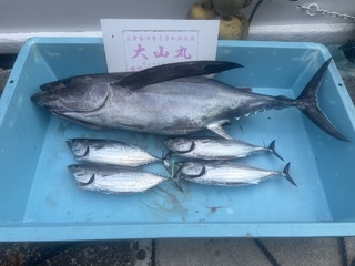 ビンチョウマグロ