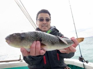 ショウサイフグ