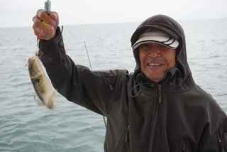 ショウサイフグ