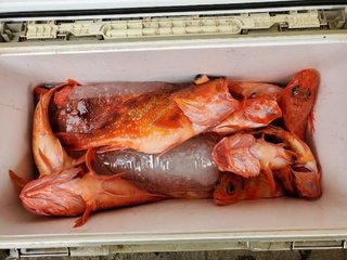 ウッカリカサゴ