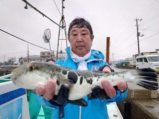 ショウサイフグ