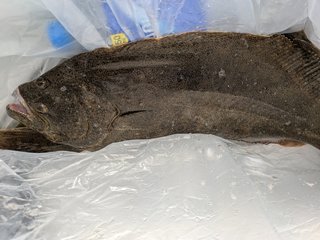 ヒラメ