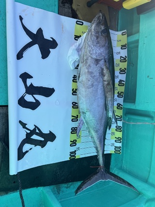 ビンチョウマグロ