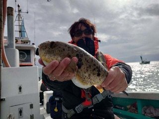 ショウサイフグ