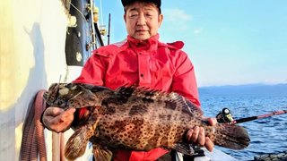 チャイロマルハタ