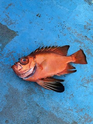 チカメキントキ