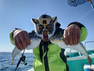 ショウサイフグ