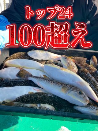 ショウサイフグ