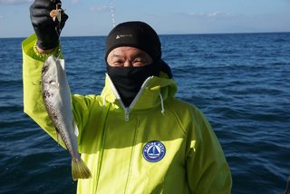 ショウサイフグ