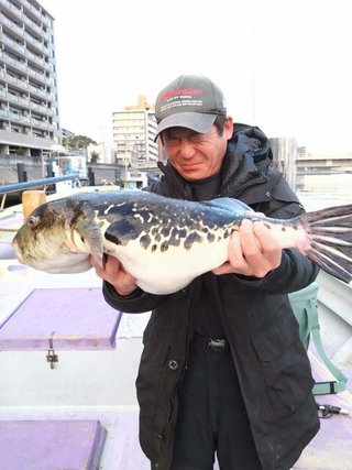 ショウサイフグ