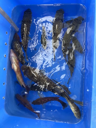 ショウサイフグ