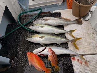 ヨコスジフエダイ