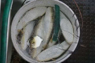 ショウサイフグ